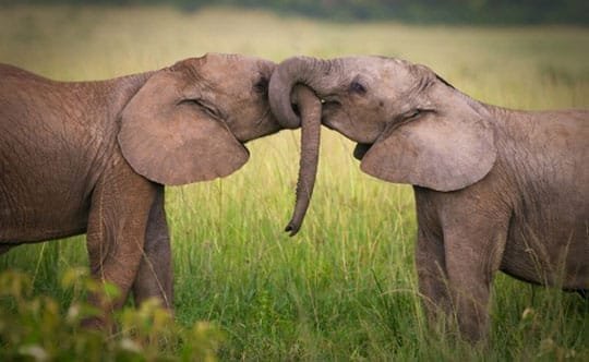 Elefanti innamorati