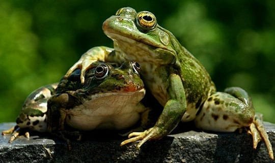 Fond Frogs