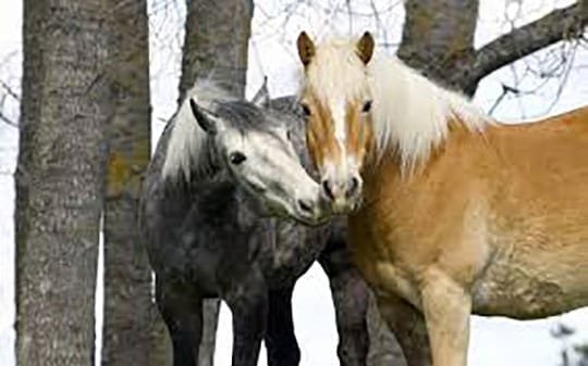 Knuffelige paarden