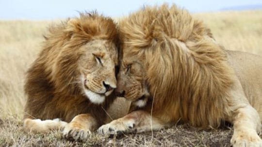 Liebevolle Löwen
