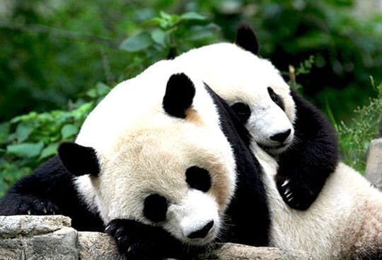 Teilweise Pandas