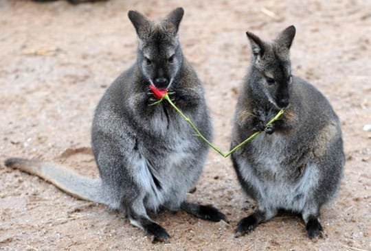 Il corteggiamento dei wallaby