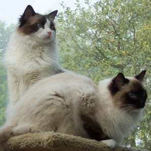 Photo de Murray et Sam, les chats de Sonny et Joan