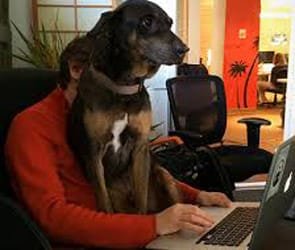Andrew Sudbury i jego pies w pracy