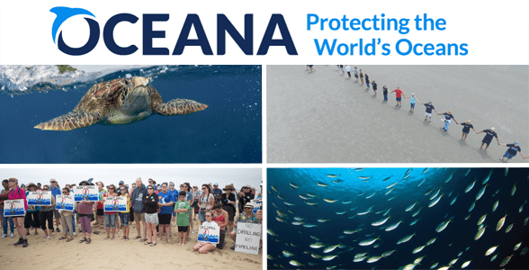 Koláž loga Oceana, aktivisté protestující na pláži, mořská želva a sardinky