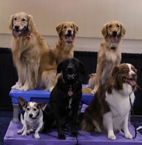 APDT'nin 2017 konferansındaki köpeklerin fotoğrafı