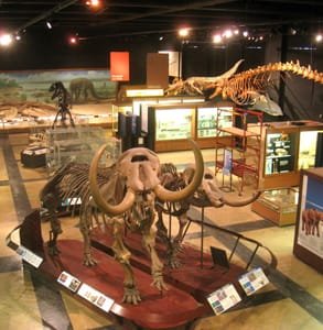 Foto del Museo di Storia Naturale dell'Università del Michigan