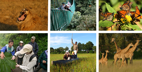 Collage aus Fotos von Abenteuerreisen im natürlichen Lebensraum nach Afrika, Costa Rica und Mexiko