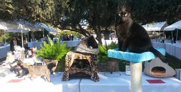 Foto de la casa del gato en la jornada de puertas abiertas de otoño de los Reyes en 2015