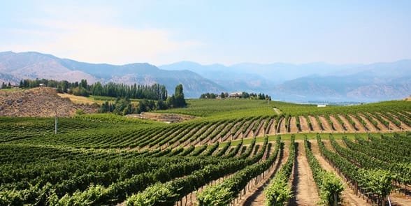 Foto eines Weinguts in Lake Chelan
