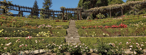 Zdjęcie Ogrodu Różanego Berkeley