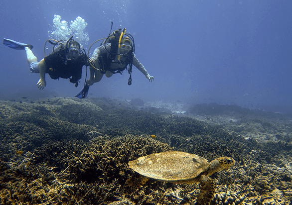 Foto von Jennifer Dombrowski und Tim Davis beim Schwimmen mit einer Schildkröte