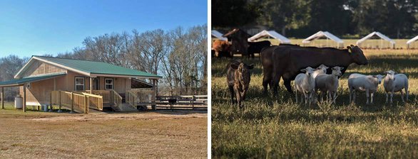 Kabin ve çiftlik hayvanlarının fotoğraf kolajı