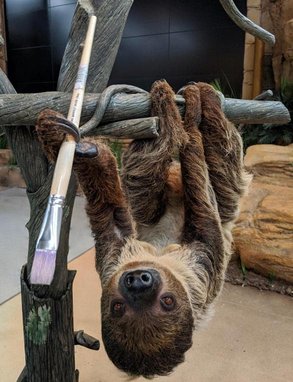 Foto di Valentino il bradipo con il pennello